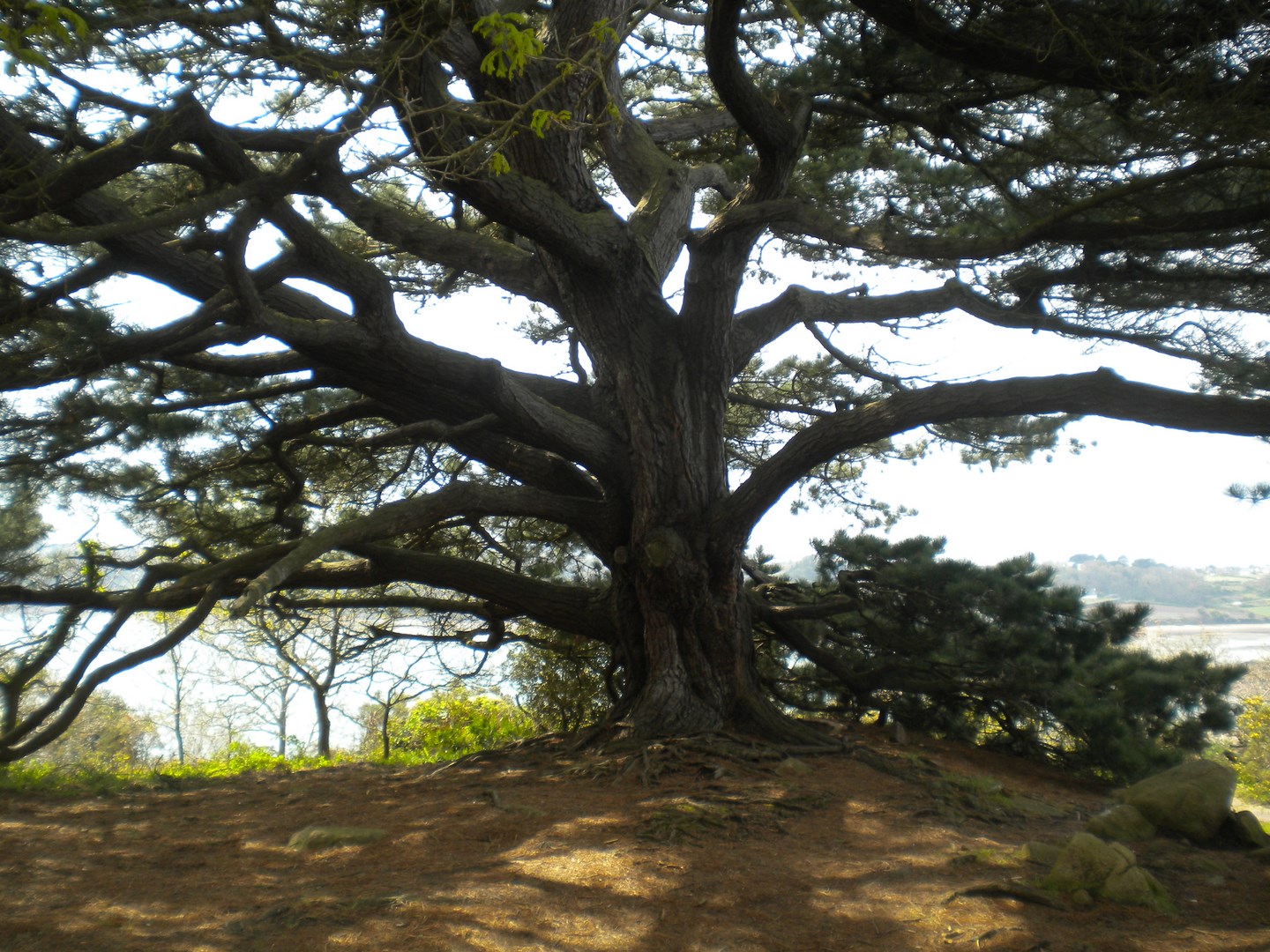 arbre remarquable